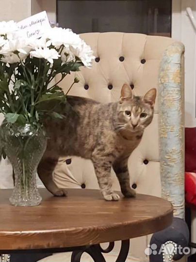 Кошечка в добрые руки