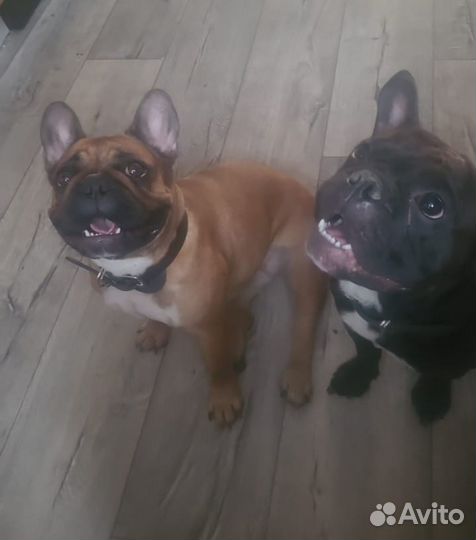 Французский бульдог