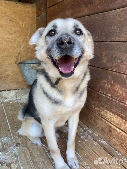 Собака ищет дом