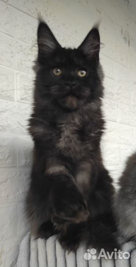 Черные дымные котики