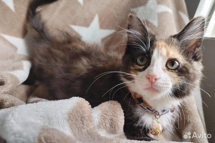 Трехцветные кошки черепашки, черепаховые бесплатно