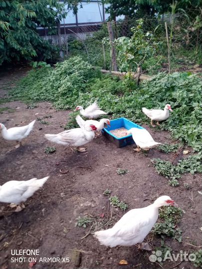 Мускусные утки белые