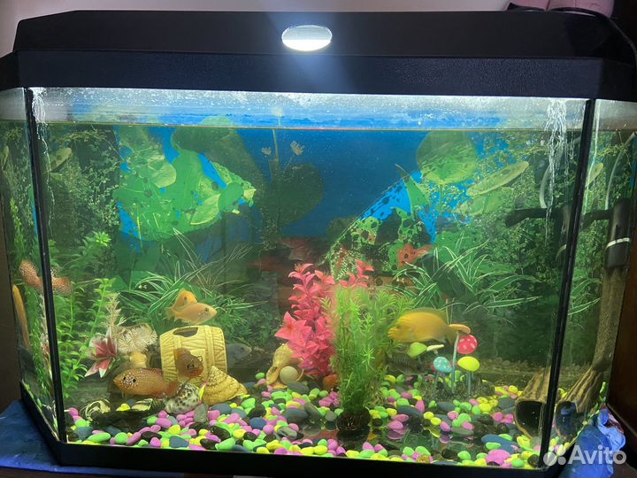 Аквариум