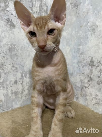 Донской сфинкс