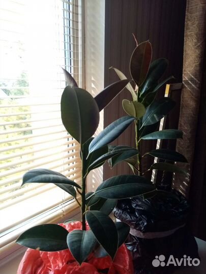 Китайская роза