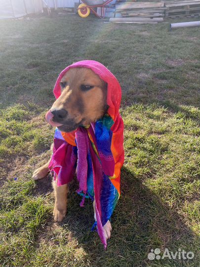 Собака в добрые руки отдам бесплатно