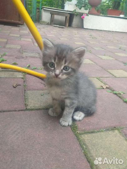 Котята от сибирской кошки