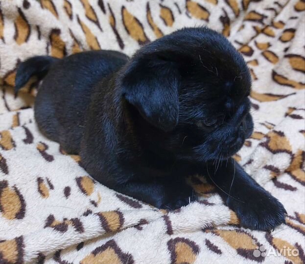 Щенки мопса