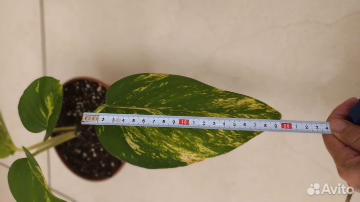 Комнатные растения Эпипремнум Ауреум Гигантум