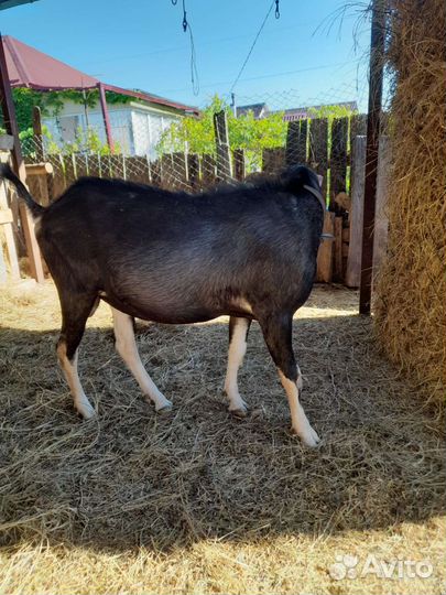 Козел ламанча