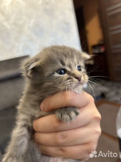 Британские котята
