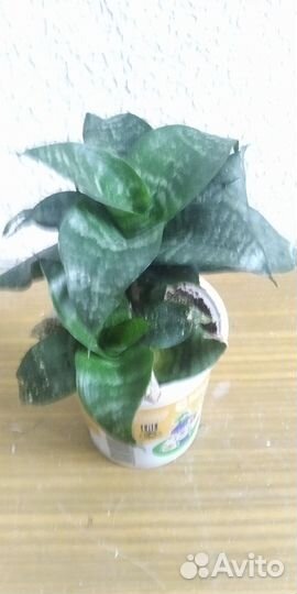 Клеродентум колеус, Каланхоэ хлорофитум