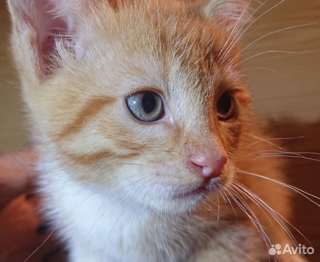 Котята котёнок