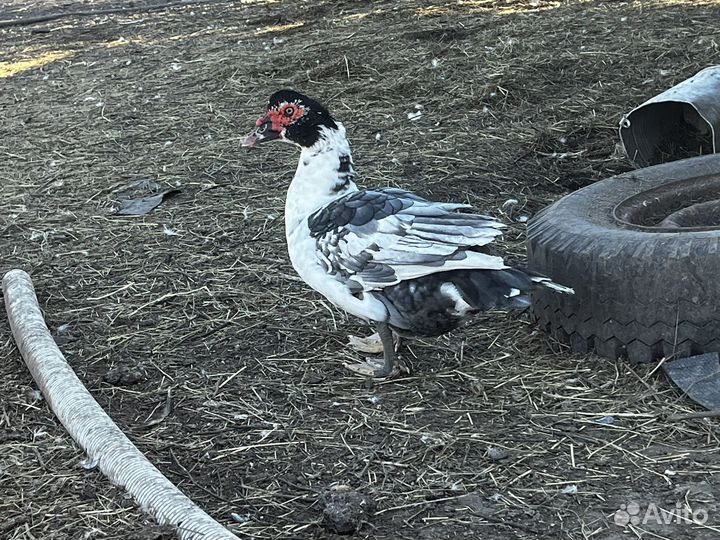 Мускусные селезни