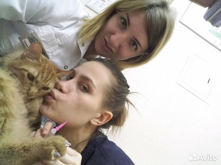 Ветеринарный врач