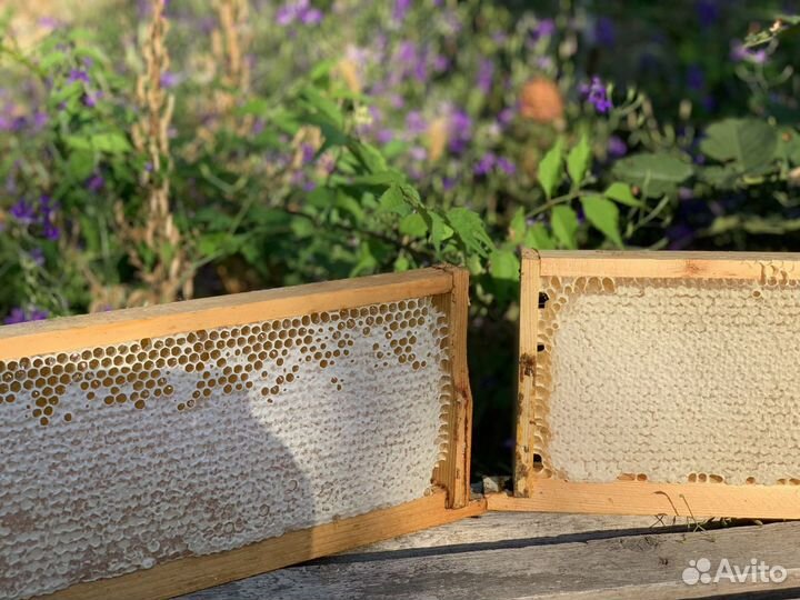 Мёд и продукты пчеловодства в Севастополе