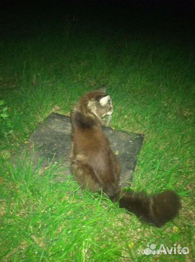 Домашний кот