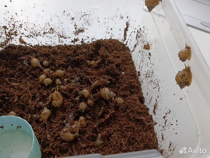 Улитки ахатины