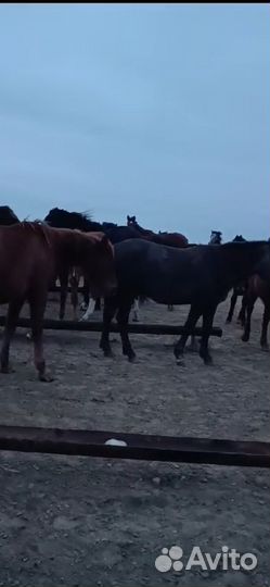 Продам жеребят и лошадей разных пород