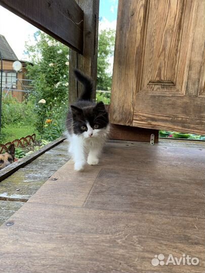 Котёнок Бася