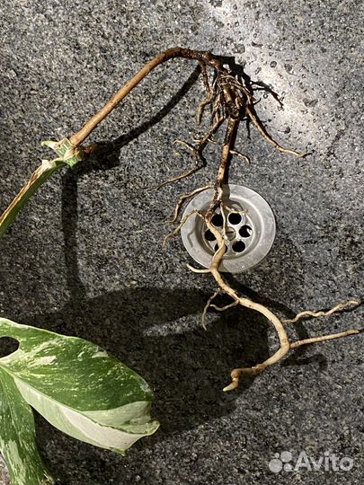 Монстера вариегатная альба