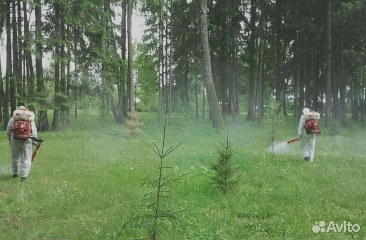 Уничтожение клопов тараканов грызунов блох