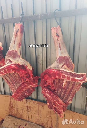 Мясо конина мелкий опт