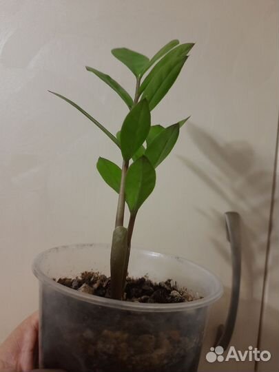 Замиокулькас