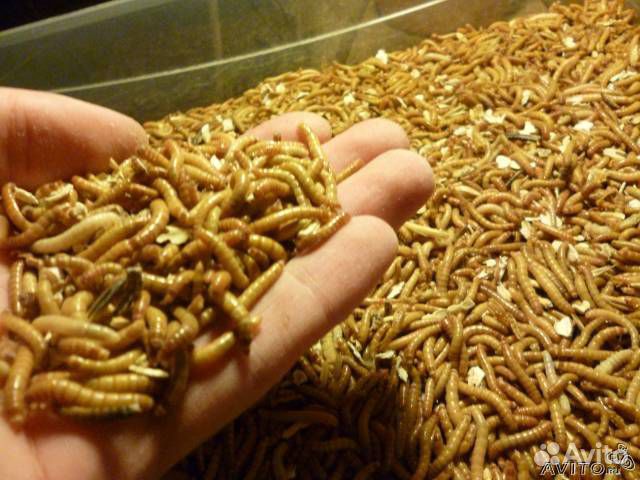 Мучной червь, мучник, хрущак