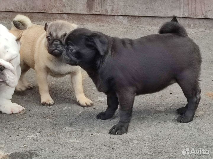 Щенки мопса черные
