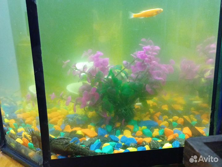 Аквариум с рыбами и Украшение для аквариума