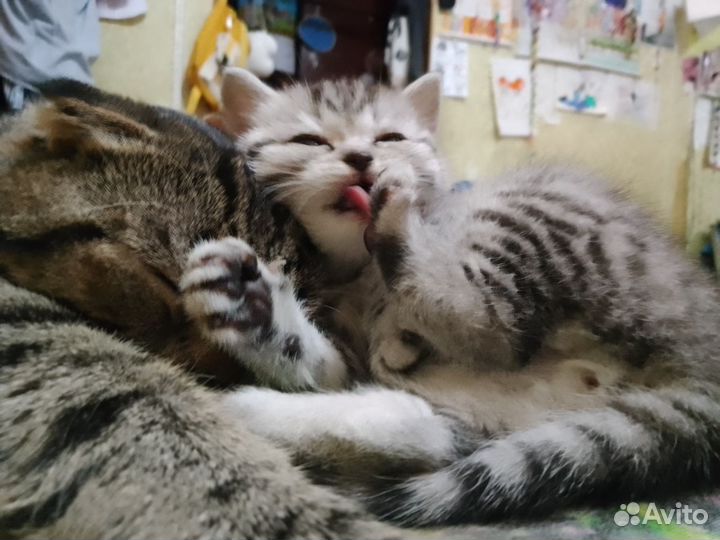 Шотландские котята