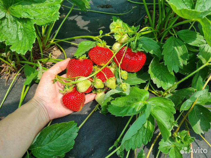 Рассада клубники