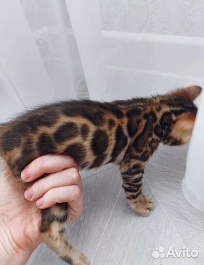 Бенгальские котята