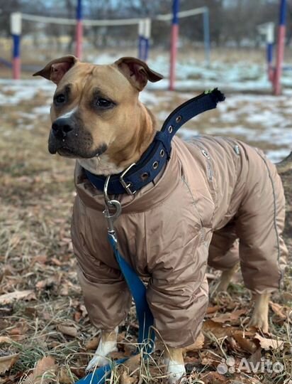 Одежда для собак и кошек. Оптом и в розницу