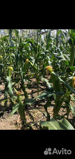 Продукты питания оптом