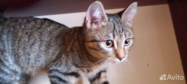 Отдам бесплатно котёнка