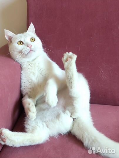 Кошка Британка из приюта. Стерильна. Доставка