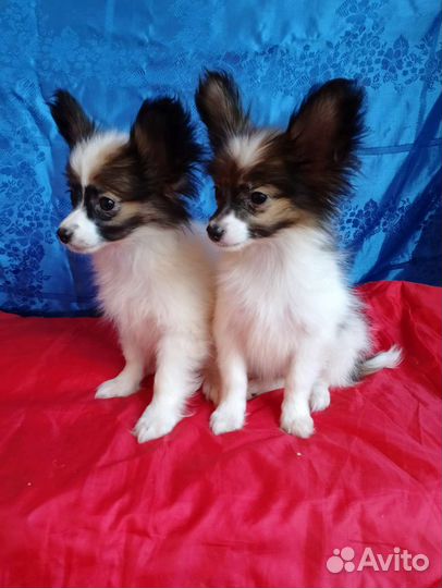 Щенки папийона (мальчики)