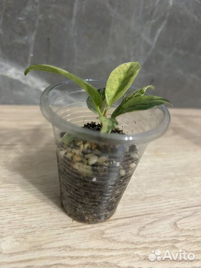 Фикус шривериана детка