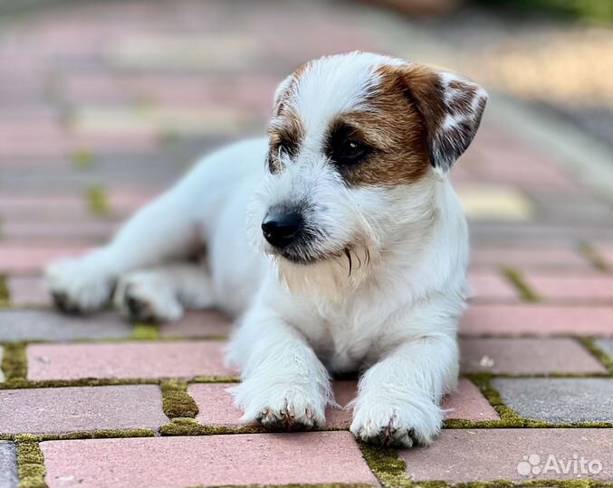 Джек Рассел терьер, жесткошерстный