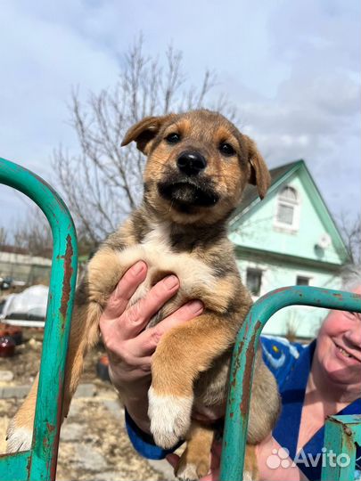 Собака дворняга