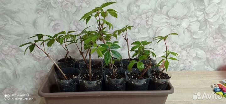 Девичий виноград