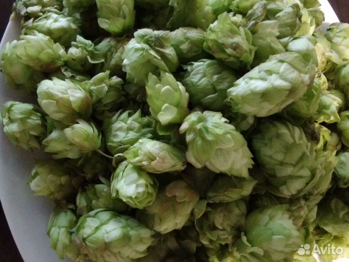 Хмель, шишки хмеля, урожай сентябрь 2023