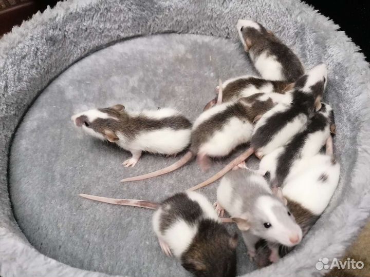 Крысята дамбо