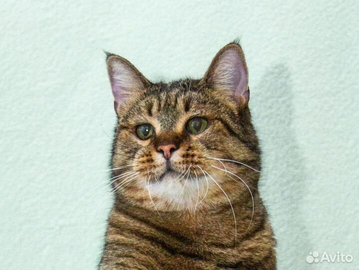 Шикарный котяра Ярослав