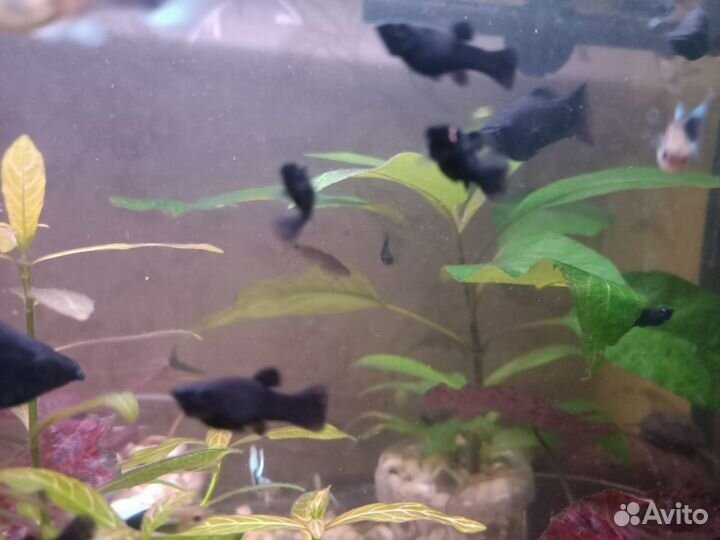 Гуппи, моллинезии, креветки