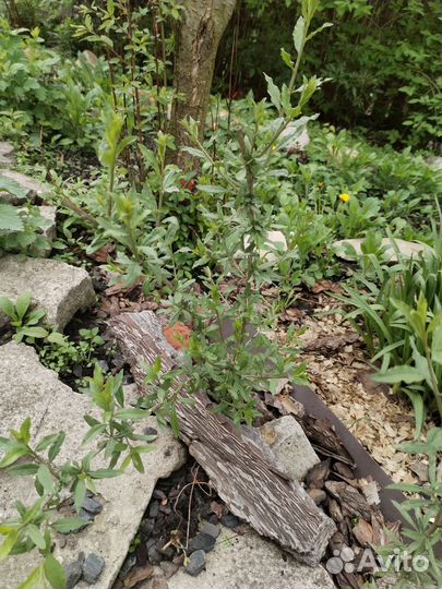 Саженцы годжи