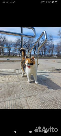 Беременная кошечка