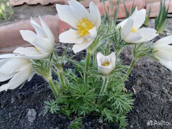Семена. Платикидон синий и Прострел